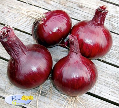 Onion Brunswick 